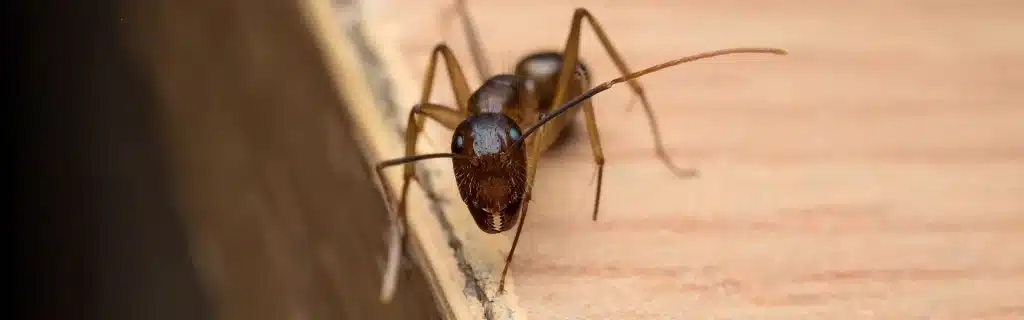 Carpenter Ants 1