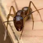 Ant Control Exterminators You Can Trust for Carpenter Ant Problems