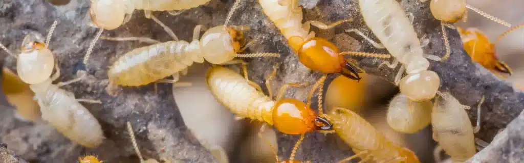 Termites crawling