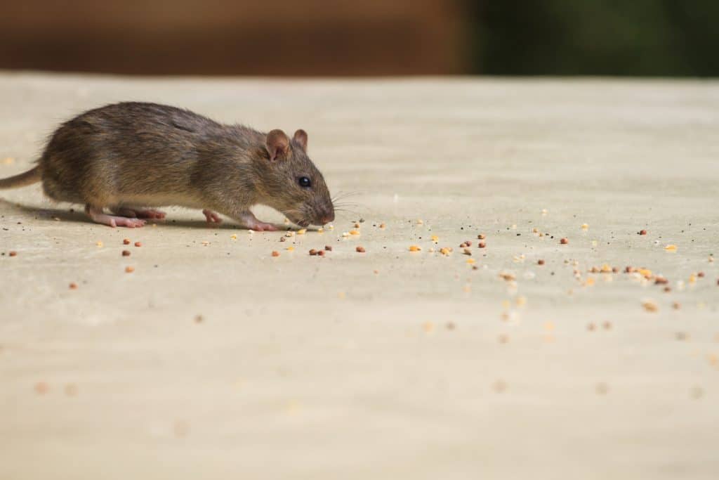 Mice Removal Options in Hartland 1 House Mouse eating crumbs